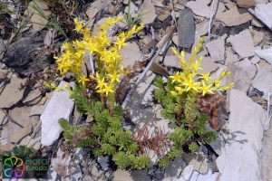 sedum sexangulare